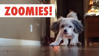 Zoomies  The Fastest Pet Compilation of the Year  The Pet Collective [upl. by Mirisola]