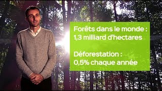 Papier et Forêt tropicale [upl. by Adanar]