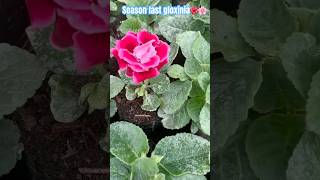 Season Last gloxinia flower trendingshorts flowers flowertypes flowervarieties gloxonia [upl. by Pamela]