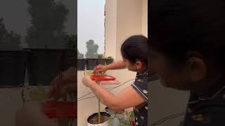 Seeds harvesting के related tips gardening seedsaving trending viralvideo [upl. by Ataynik56]