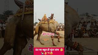 trendingreels rajasthanicamel trendingshorts camel dance [upl. by Medovich452]