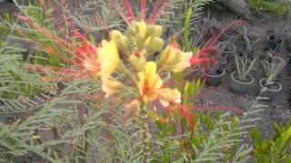 Caesalpinia gilliesii Rare unusual exotic hardy seeds for the garden greenhouse amp conservatory [upl. by Aremahs114]