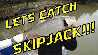 HOW TO CATCH SKIPJACK Tips Tricks Secrets to Catch Skipjack Lets catch Skipjack [upl. by Elsi]