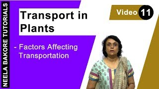 Transport in Plants  NEET  Factors Affecting Transpiration  Neela Bakore Tutorials [upl. by Lynnell]