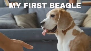 Beagle 101 A Familys Guide to Owning a Beagle [upl. by Bozuwa]