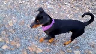 Deutscher Pinscher Buddy 6 Monate Walderlebnispfad im Guttenberger Forst Teil 3 [upl. by Woodcock]