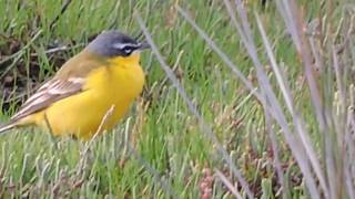 Cutrettola gialla  Yellow Wagtail Motacilla flava flava [upl. by Esojnauj]