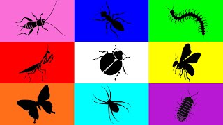 Insect Butterfly Wasp Lady Bug Spider Ant Pill bug Mantis Centipede Cricket [upl. by Kinna]