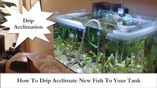 Adding New Fish How To Drip Acclimate New Fish To Your Tank [upl. by Adniralc]