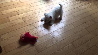 Cooper our Westie playing and barking [upl. by Skipp]