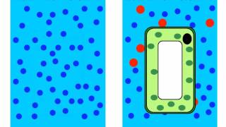 Diffusion and Osmosis [upl. by Michaelina]