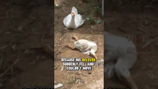 This goose was crying because his spouse suddenly fell and couldnt move😭😭shorts [upl. by Hoeg]