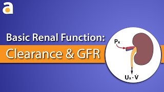 Basic Renal Function Clearance and GFR [upl. by Artenak]