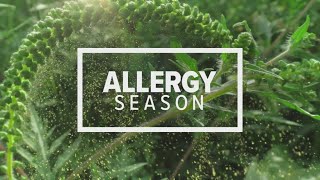 Fall allergy season is lasting longer than usual this year [upl. by Yht]