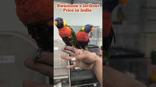 Swainsons lorikeet Price in india lorikeet parrottraining [upl. by Berlauda]