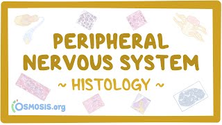 Peripheral nervous system Histology [upl. by Gresham]