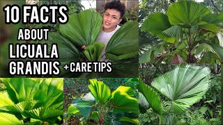 10 FACTS ABOUT LICUALA GRANDIS PLANT AND CARE TIPS RUFFLED PALM FAN PALM PAMBANSANG DAHON [upl. by Ontine]