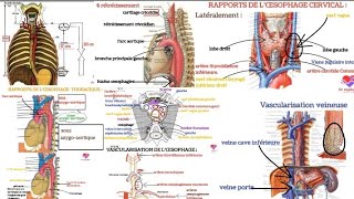 anatomie de lœsophage morphologie rapports et vascularisation [upl. by Helene]