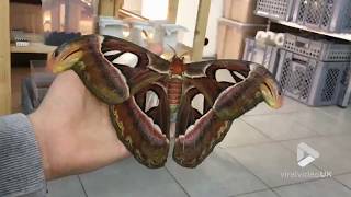 The biggest moth in the world [upl. by Namyw788]