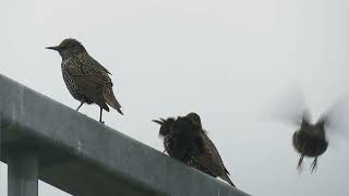 Common Starling Sturnus vulgaris Landtong Rozenburg ZH the Netherlands 10 Nov 2024 15 [upl. by Yelsgnik]