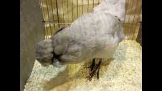 Englische Araucanas Araucanas National Poultry Show UK [upl. by Ellenet612]