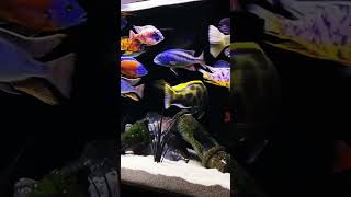 MMA Shorts  African Cichlids Lake Malawi cichlids  Lake Victoria Cichlids viralshort viralsong [upl. by Emylee]