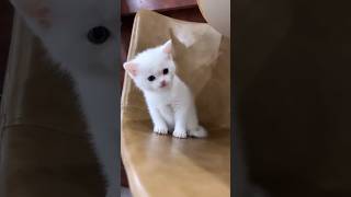 Kitten Sound To Attract Cats cat shorts trending viral [upl. by Novyar478]