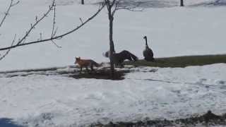 Fox testing out the Geese [upl. by Bonilla963]