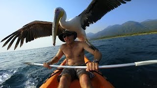 GoPro Pelican Learns To Fish [upl. by Yhtac]