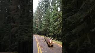 Thick forest entering Olympic national park Sol Duc River salmon cascades and Falls [upl. by Lednahc]