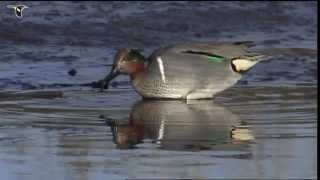 Greenwinged Teal foraging in shallow water [upl. by Anik]