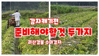 감자캐기전 싹자르기 전용기계이용싹자르기 괴산감물감자 감자재배방법 [upl. by Emie596]