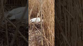 Swan in the nest Edinburgh  Straiton Pond Local Nature Reserve [upl. by Warila]