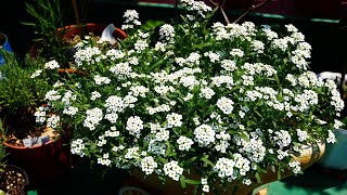 화이트 알리섬 파종부터 만개한 꽃 보기 Watch sweet alyssum blossom with seed sowing [upl. by Junno]