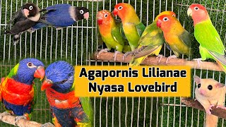 Most Demanded Species is here  Sugar glider  Swainson lorikeet  African Lovebirds [upl. by Leroy]