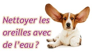 Peuton nettoyer les oreilles de son chien ou chat avec de leau [upl. by Onibas]