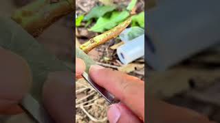 Grafting Master Technique plants grafting tree graft nature farming fruittrees shorts yt [upl. by Eeramit]