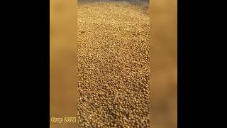 Coriander Seeds [upl. by Nelrsa]