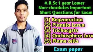 BSc first year Zoology LowerNonchordataes important short Question for Exam [upl. by Enilrem]