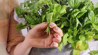 How To Harvest Arugula [upl. by Leroj]