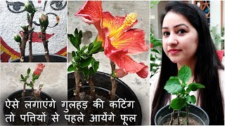 ऐसे लगाएंगे गुड़हल की कटिंग तो पत्तियों से पहले आयेंगे फूल  How to Grow Hibiscus from Cutting [upl. by Schober]