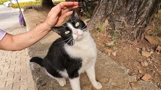 Affectionate cat wants to be petted with irresistible little jumps of love [upl. by Trbor]