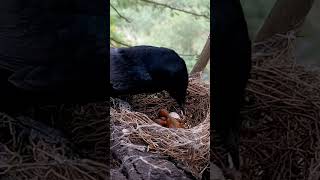 Raising Little Defenders Black Drongo Bird Babies Grow Up shortsfeed youtubeshorts [upl. by Devina815]