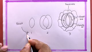 5 Essential Parts of a Stomata Diagram [upl. by Ailito341]