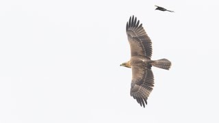 Bonellis Eagle Aquila fasciata in action  Slow motion [upl. by Cooley]