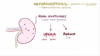 Medullary Cystic Kidney Disease  Renal Pathology  Osmosis [upl. by Forester]