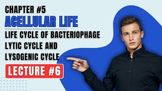 life cycle of bacteriophage lacture 6 lytic cycle and lysogenic cycle class 11th very easy topic [upl. by Levon]