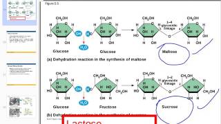 Disaccharides amp Polysaccharides [upl. by Afihtan]