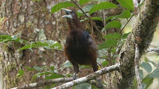 Chestnutheaded Oropendola Calling [upl. by Reger977]