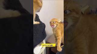 Cat Fighting 😅 Cat Talking 😮😂 shorts [upl. by Akiehsal]